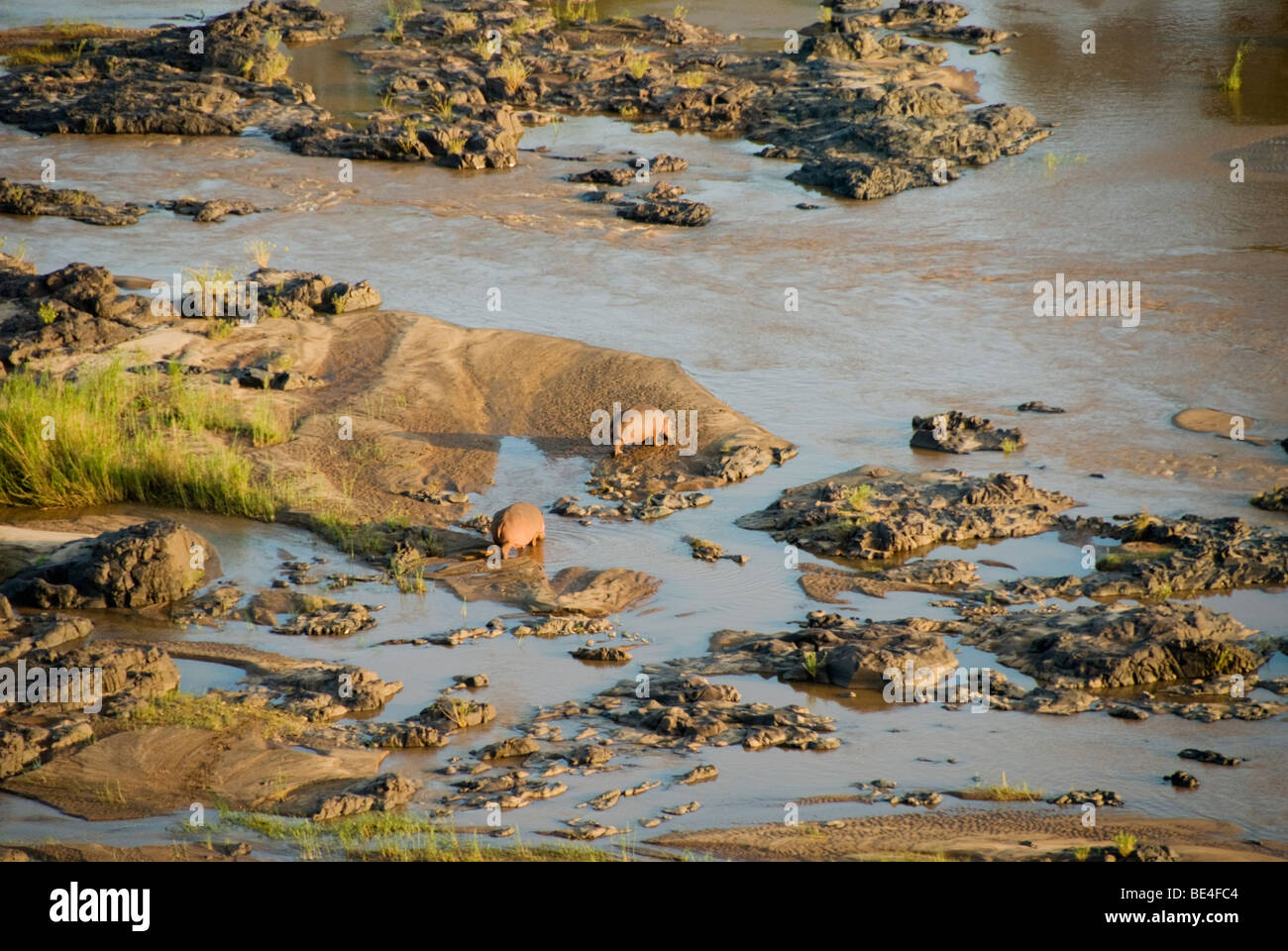 Hippopotamus in the Olifants river at the Olifants Camp in the Kruger National Park South Africa Stock Photo