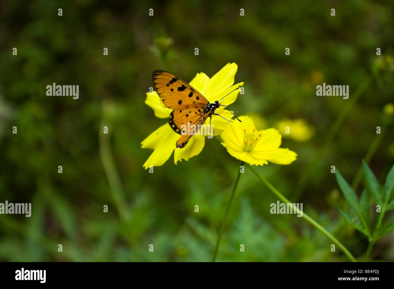 A butterfly sitting on a flower Stock Photo