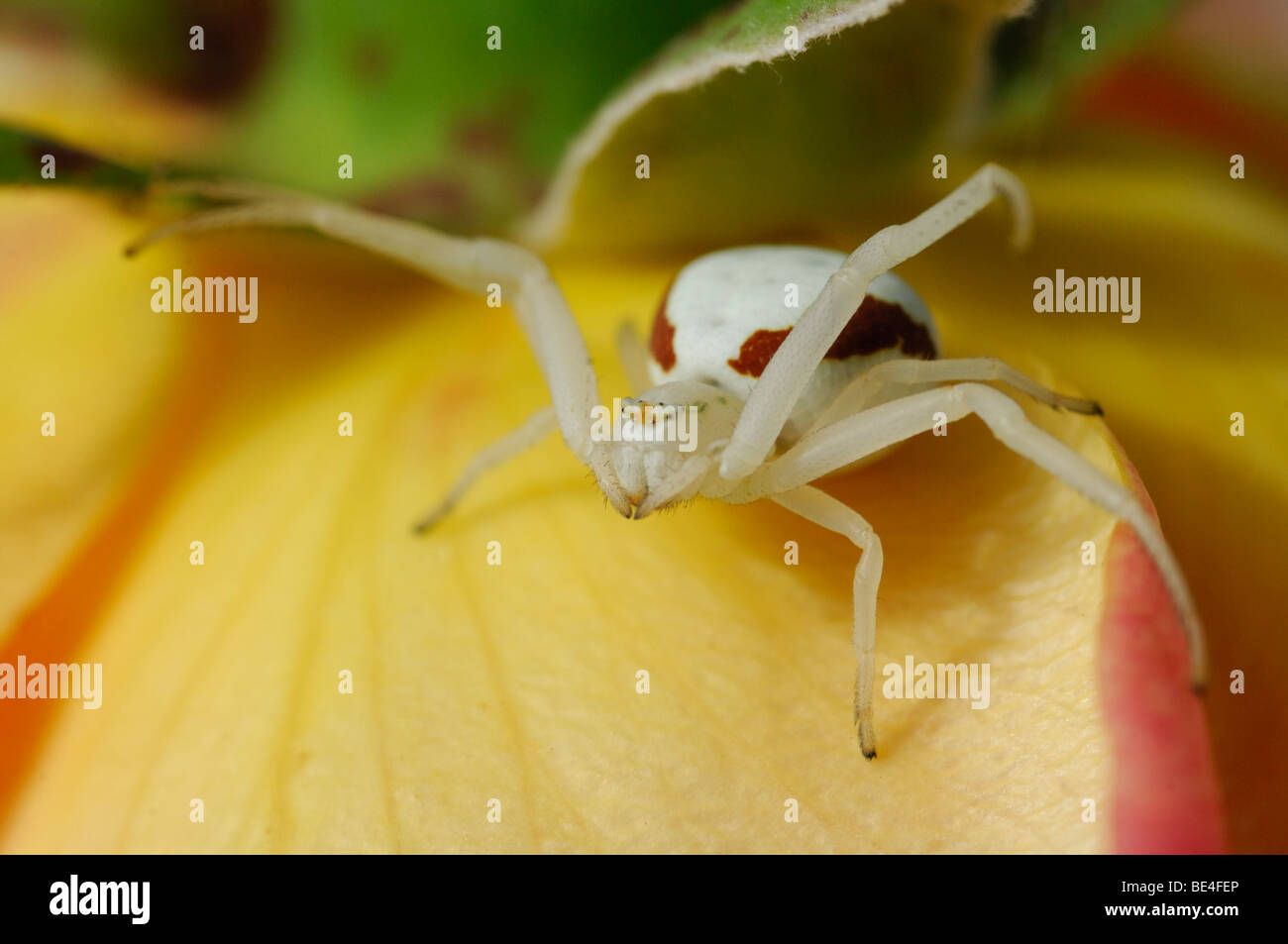 Goldenrod crab spider (Misumena vatia) Stock Photo