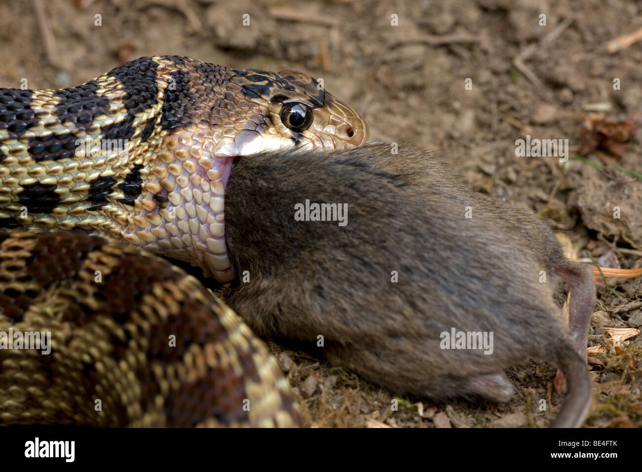 Pacific Gopher Snake Eating Mouse (Pituophis catenifer catenifer