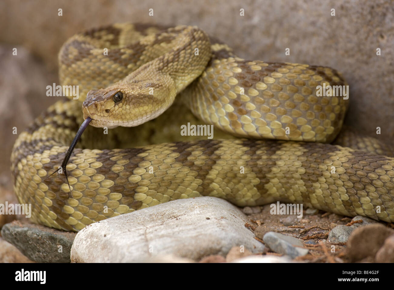 Black-tailed Rattlesnake (Crotalus molossus) - Chiricahua Mountains -Arizona - 'Smelling' or 'tasting' the air with its tongue Stock Photo