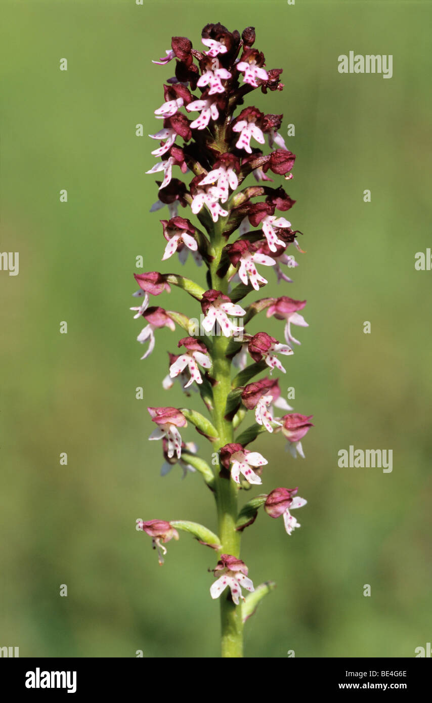 Burnt orchid (Orchis ustulata) florescence Stock Photo