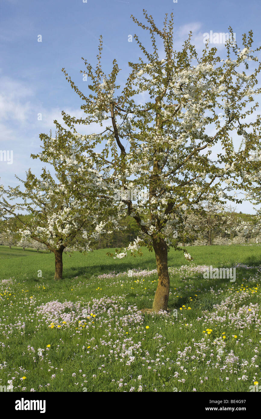 Spring meadow with blossoming cherry trees in the Basel-Country, Switzerland, Europe Stock Photo