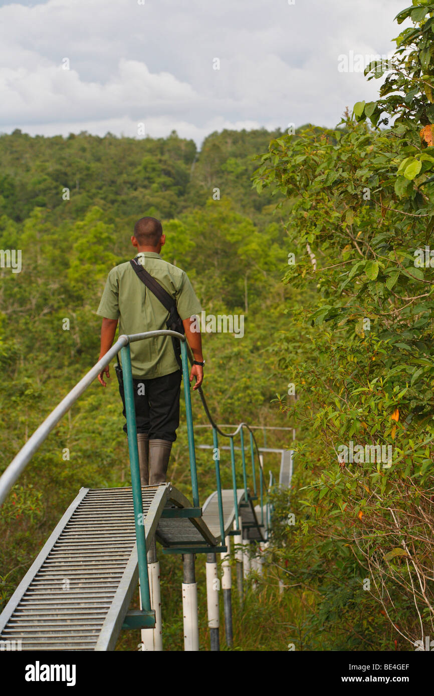 Forest ranger walking over a raised footway, reforestation, rainforest, Samboja, East Kalimantan, Borneo, Indonesia Stock Photo