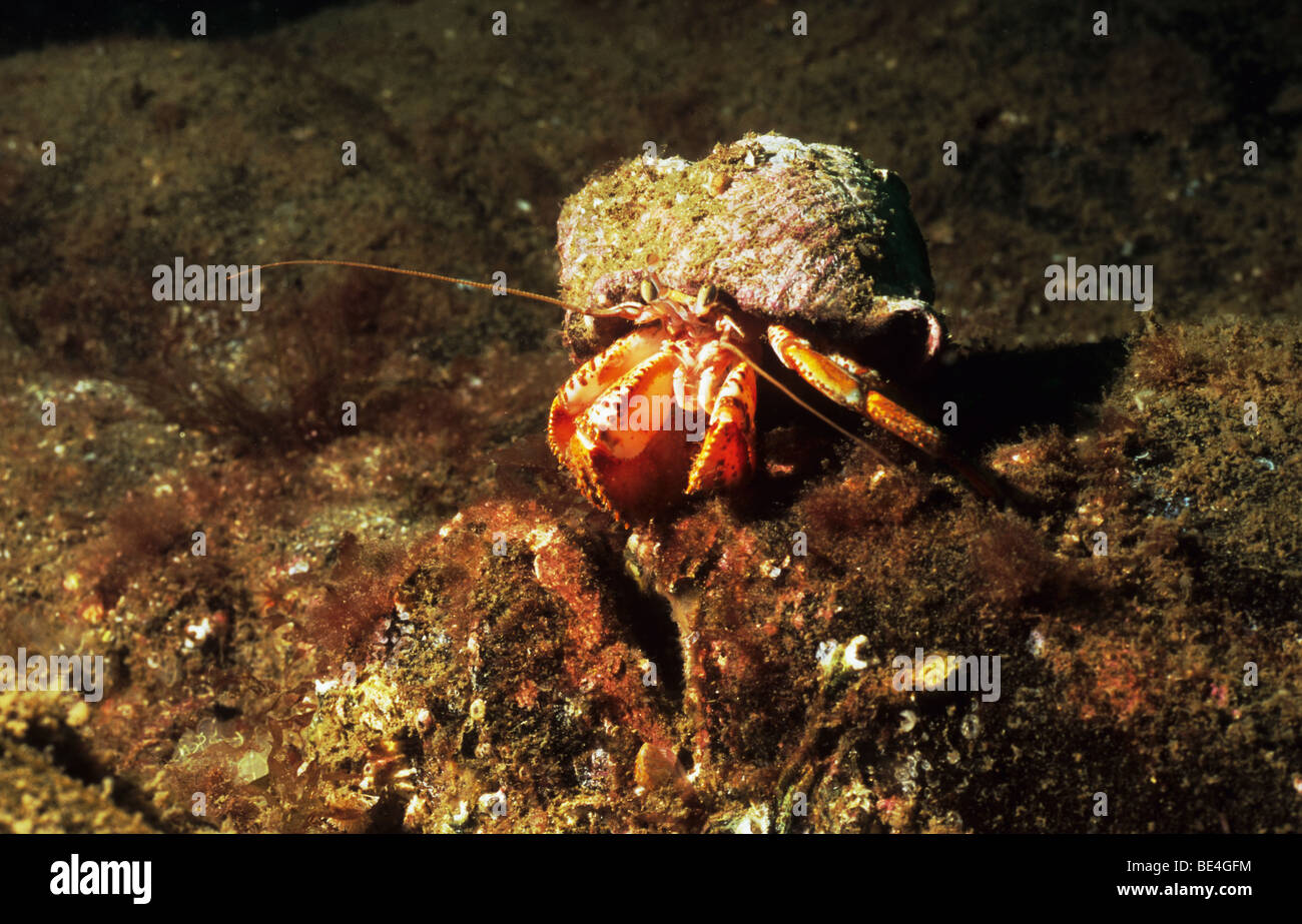 Amazing underwater marine life off the coast of St Abbs, Scotland. St Abbs marine park. Berwickshire. Scotland. Hermit crab Stock Photo