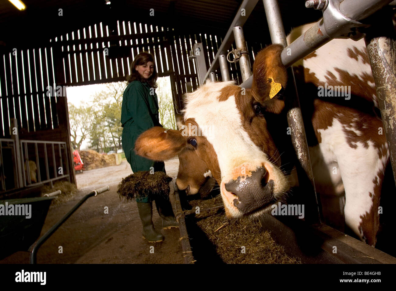 Pupils at Oathall Community College in Haywards Heath in West Sussex UK benefit from a farm on the school grounds Stock Photo