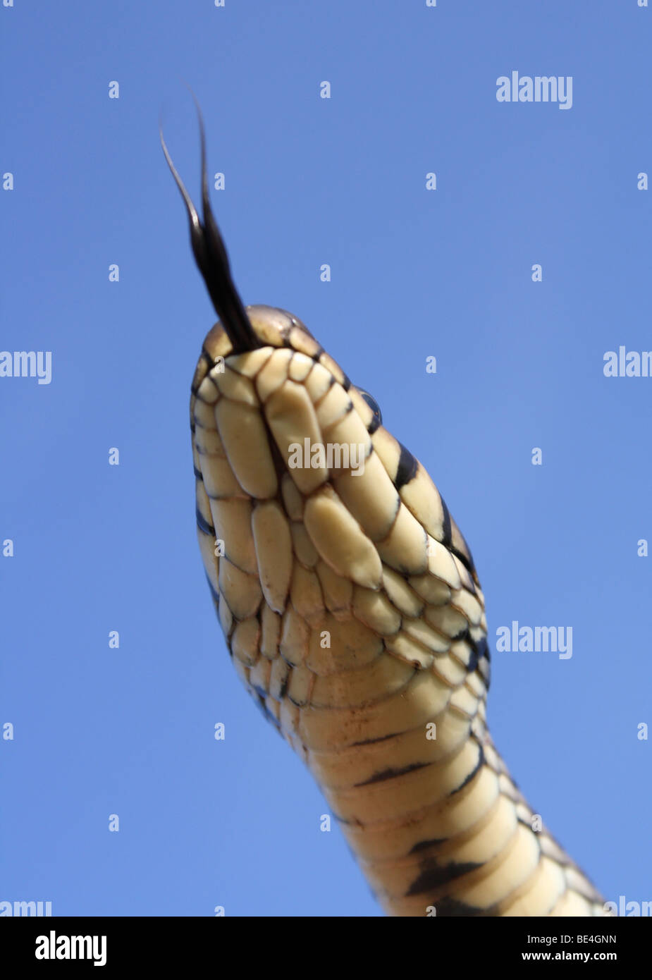 The Grass Snake, 2009 Stock Photo