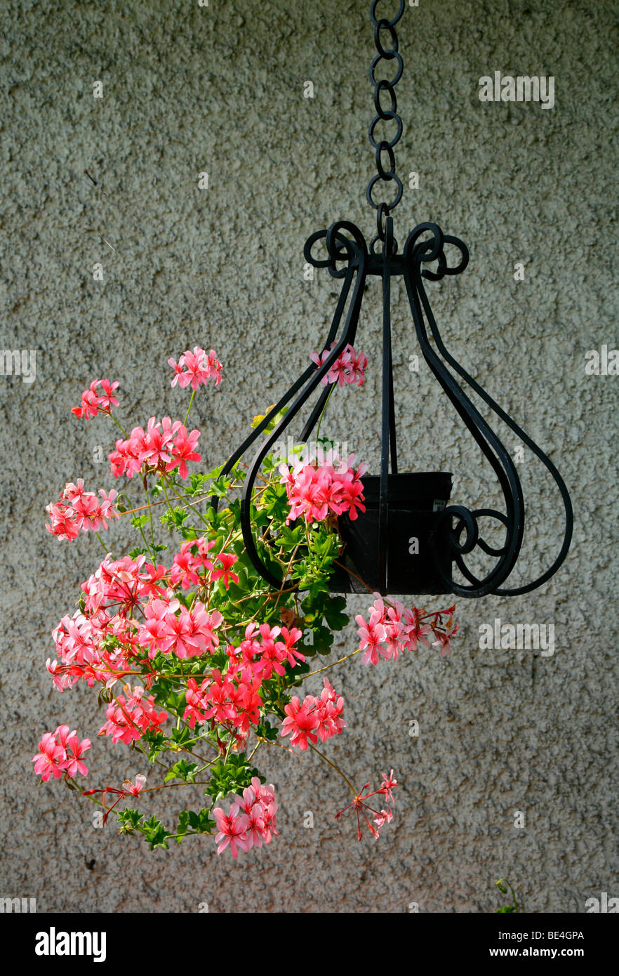 Hanging flower pot with Geraniums (Geranium) Stock Photo