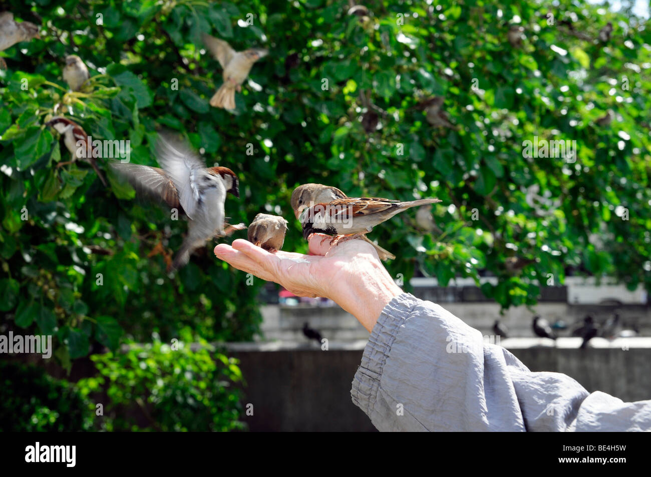 Resident feeding sparrows, near Notre Dame, Paris, France, Europe Stock Photo