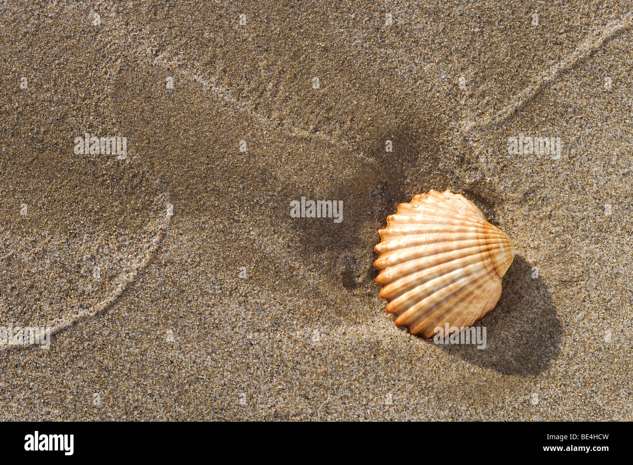 Shell on the beach Stock Photo Alamy