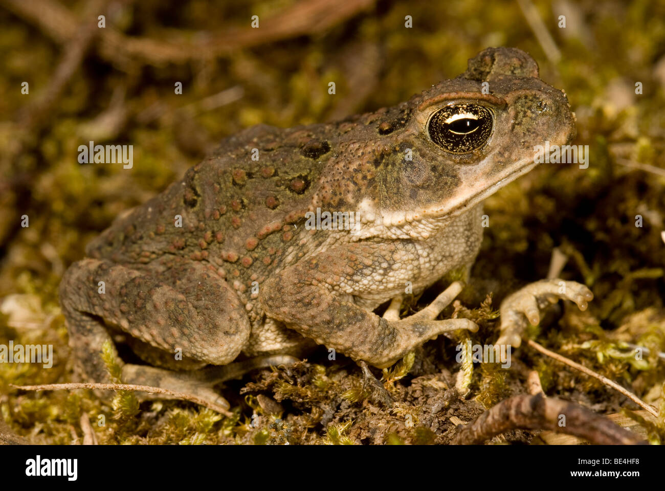 Giant Toad (Bufo marinus), juvenile among fallen leaves, Corcovado National Park, Costa Rica. Stock Photo
