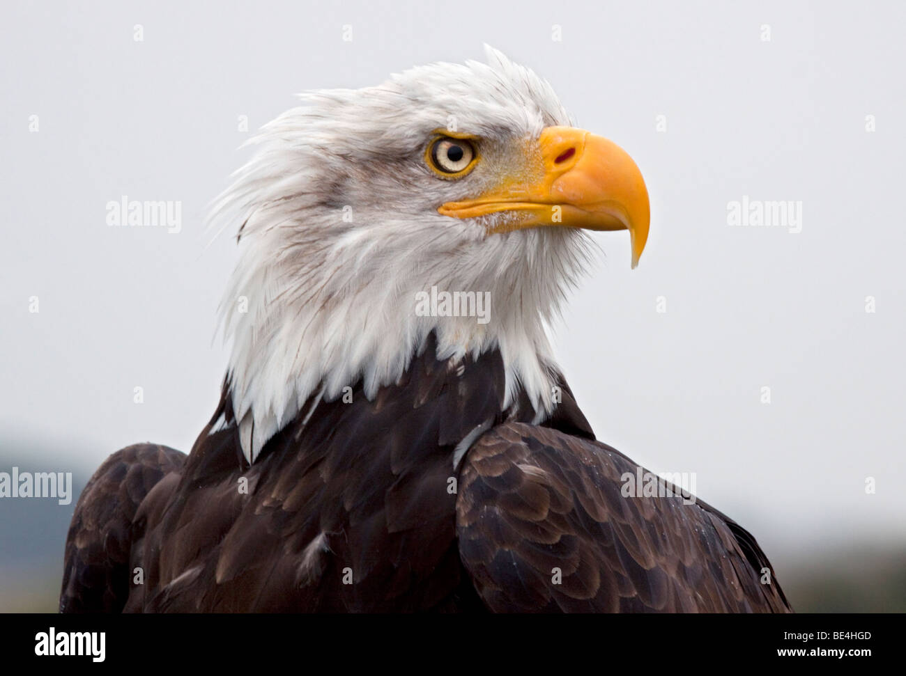 Alaskan Bald Eagle (haliaeetus leucocephalus) Stock Photo