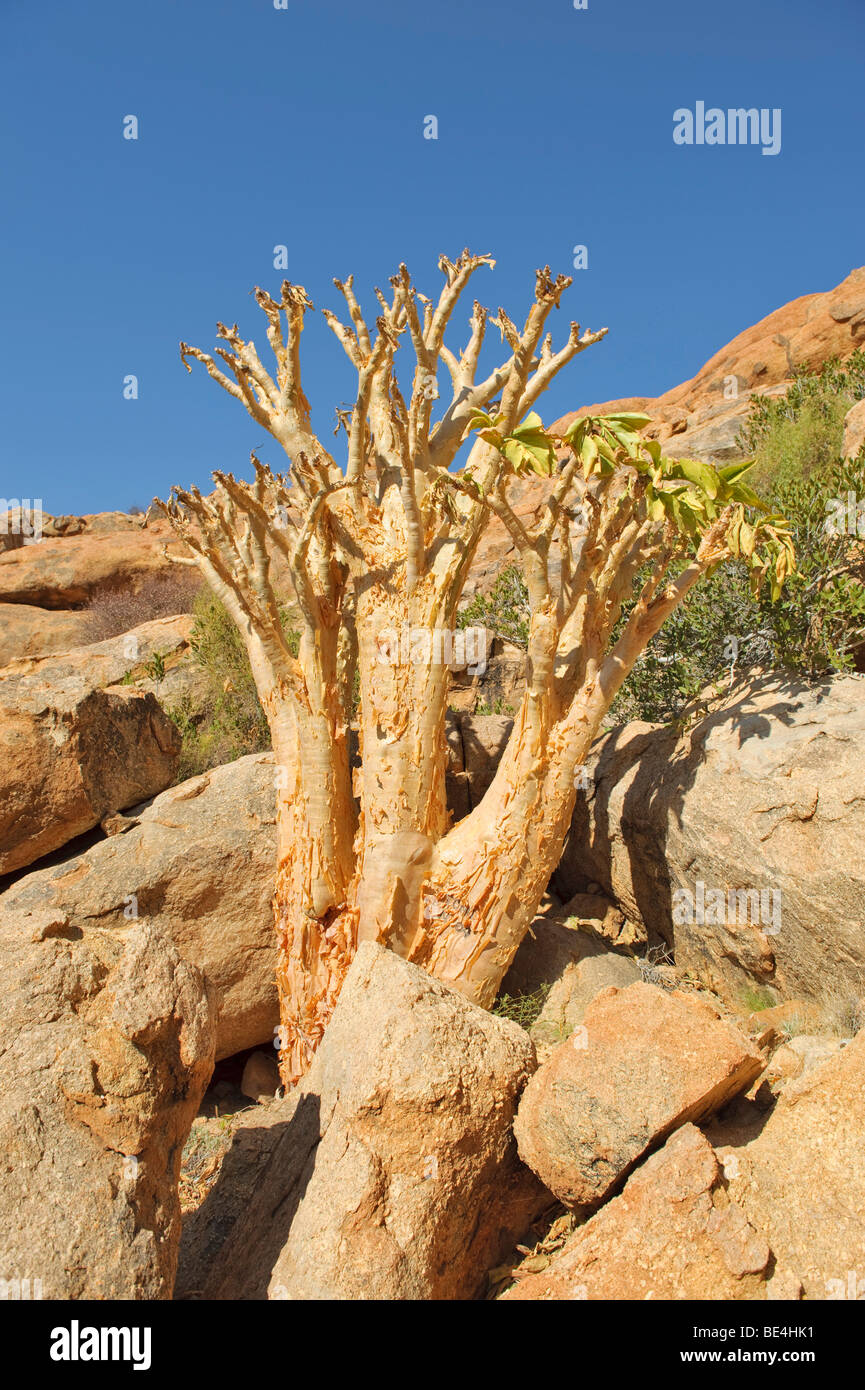 Butter tree or Cobas tree (Cyphostemma currorii) and other vegetation in 'Bushman's Paradise' at the Spitzkoppe, Namibia, Africa Stock Photo