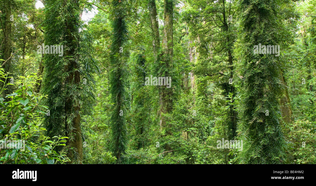 photo of the beautiful dorrigo world heritage rainforest Stock Photo