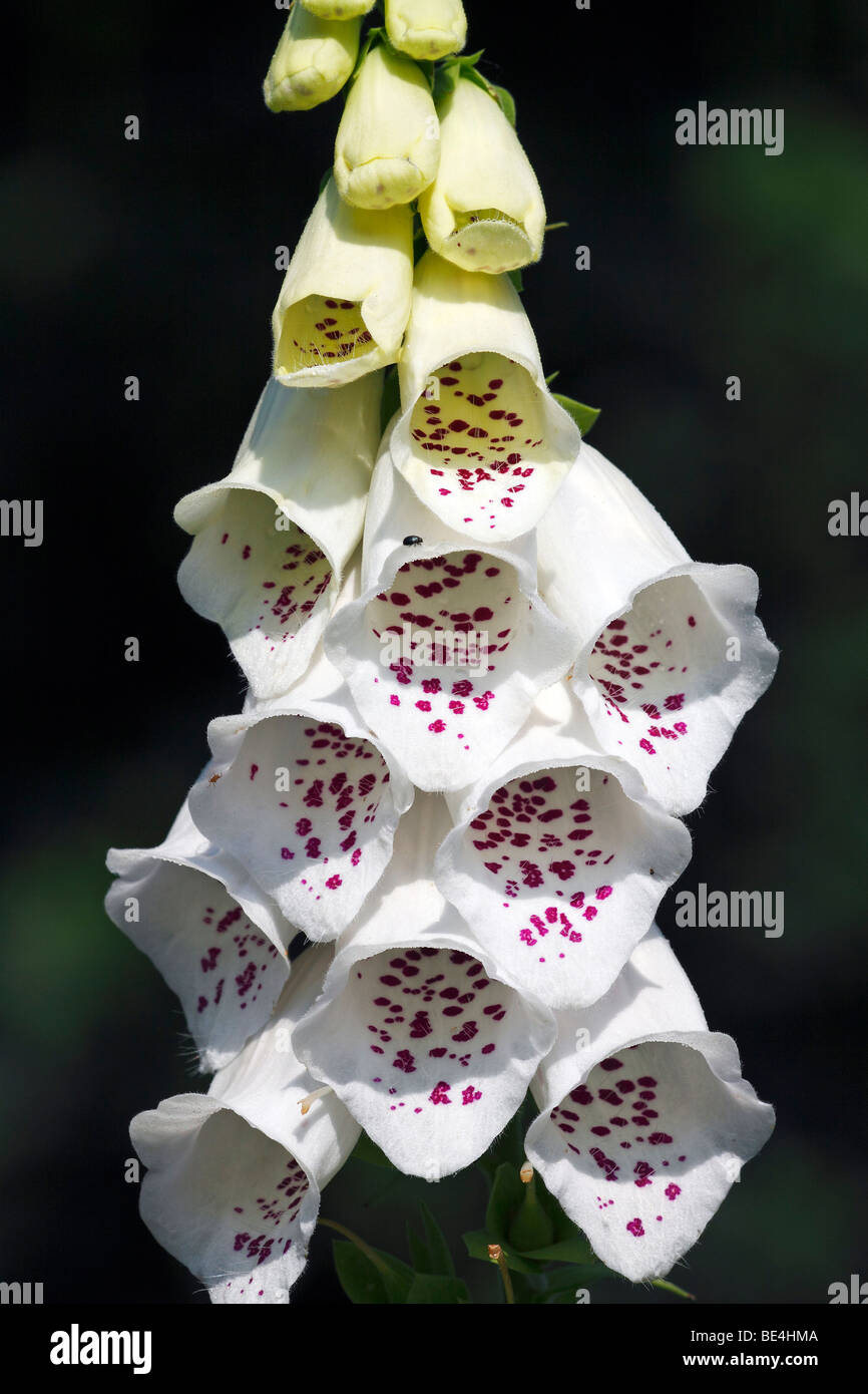 White flowering Common Foxglove (Digitalis purpurea), poisonous plant, medicinal plant Stock Photo