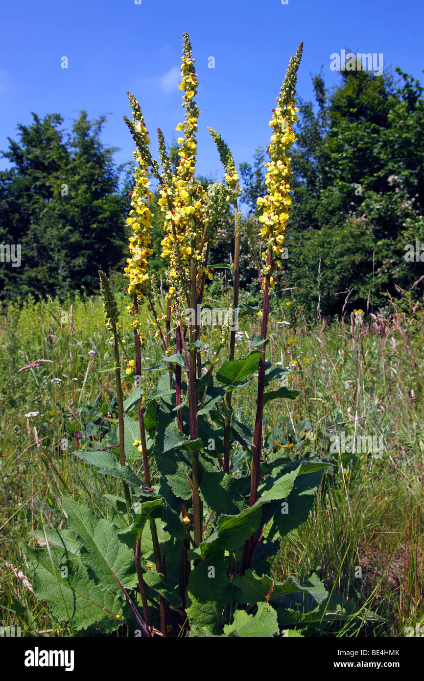 Flowering Dark Mullein (Verbascum nigrum) Stock Photo