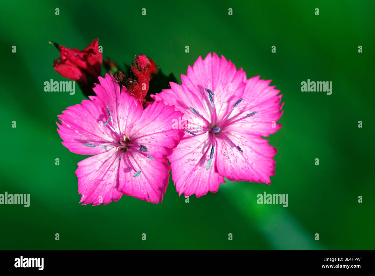 Carthusian Pink (Dianthus carthusianorum) Stock Photo