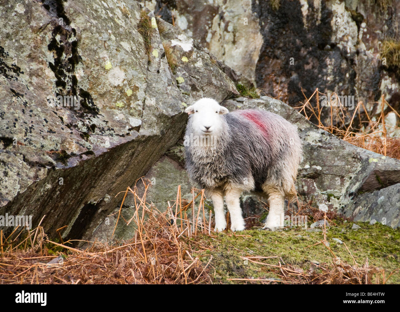 Sheep, Cumbria, UK Stock Photo