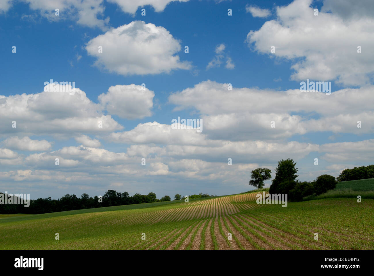 Maize, Corn (Zea mays). Field in spring, Bavaria, Germany. Stock Photo