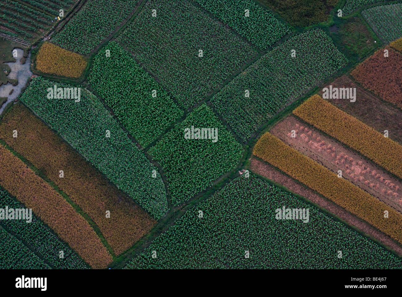 Aerial picture, field structure before rice harvestation, Guilin ...