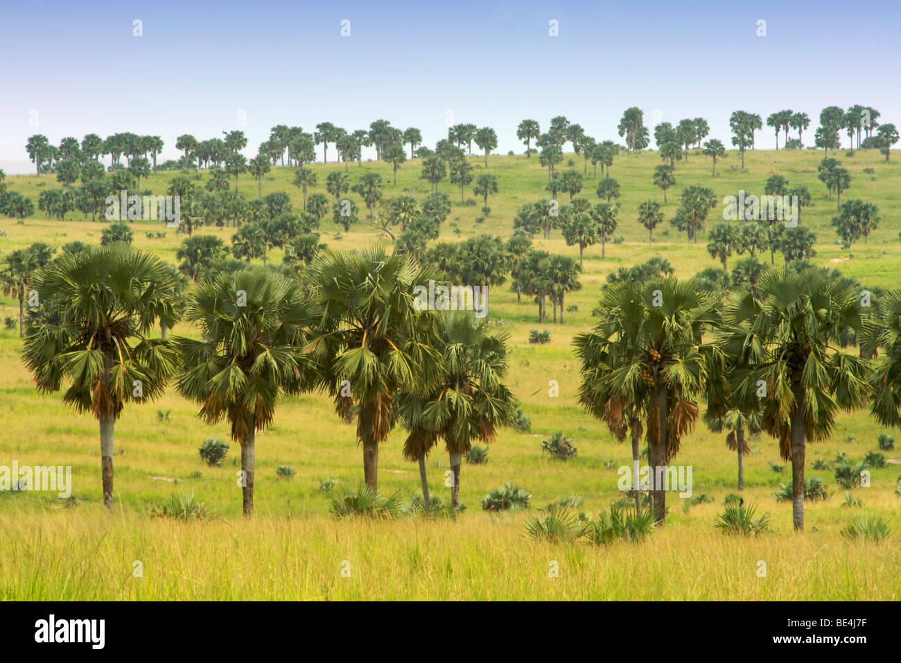 Borassus palm forest in Murchison Falls National Park in Uganda. Stock Photo