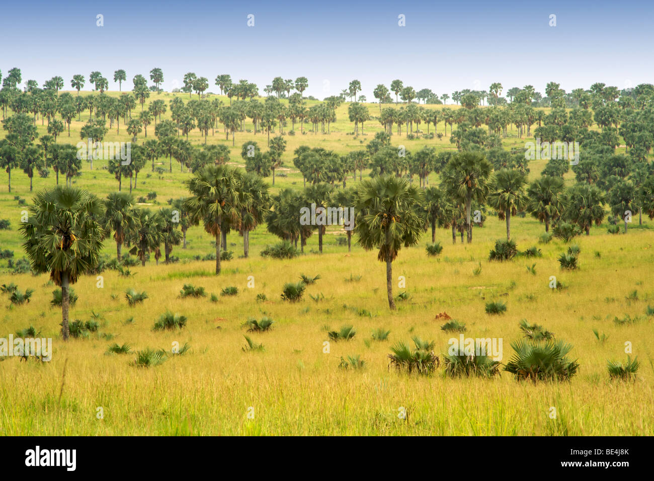 Borassus palm forest in Murchison Falls National Park in Uganda. Stock Photo