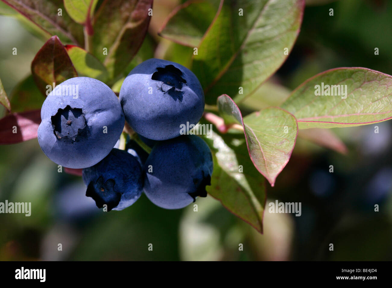 Bilberries (Vaccinium myrtillus) on the bush Stock Photo