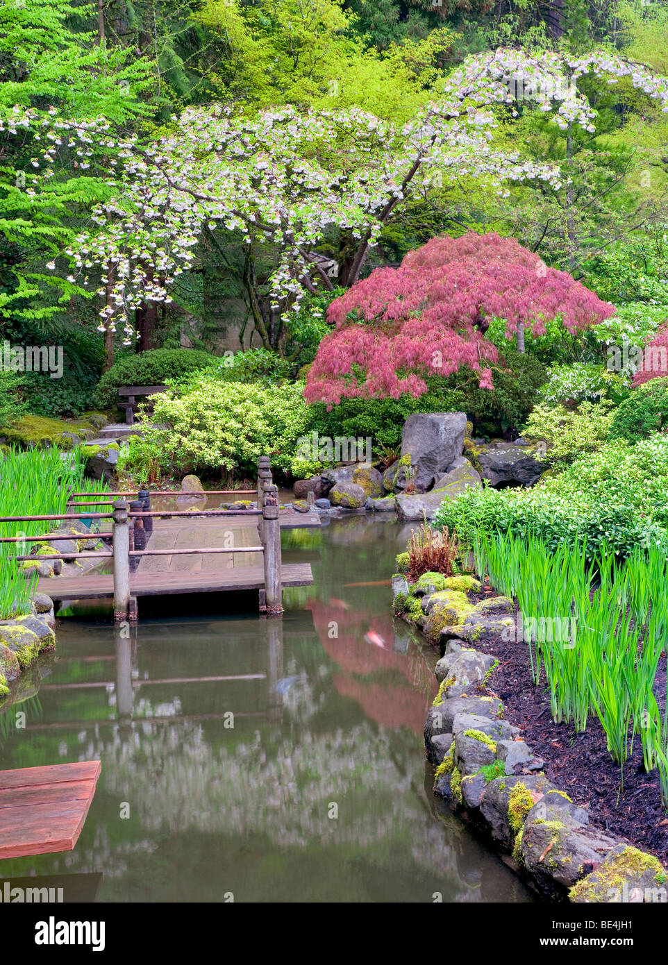 Koi pond and cherry blossoms. Portland Japanese Gardens, Oregon Stock Photo
