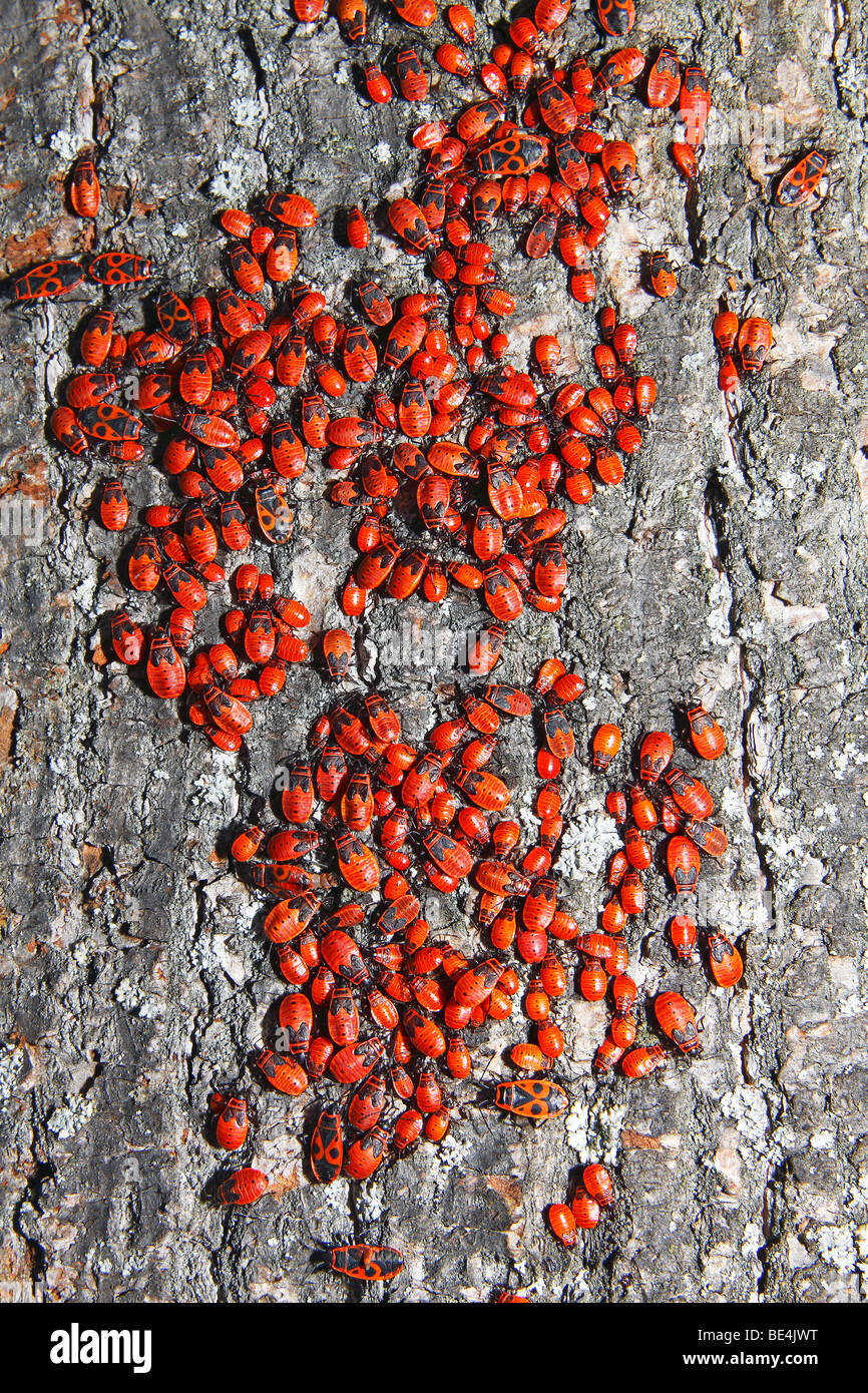 Firebugs (Pyrrhocoris apterus) sitting at the trunk of a linden tree (Tilia spec.) Stock Photo