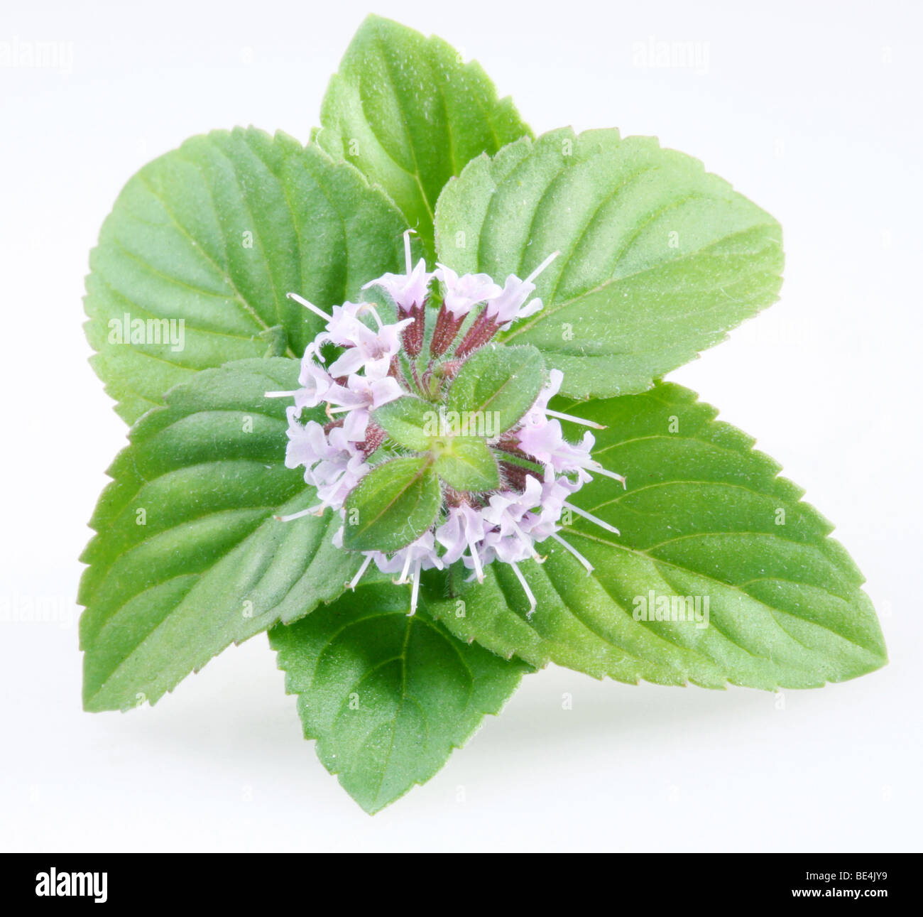 Mint on a white background Stock Photo