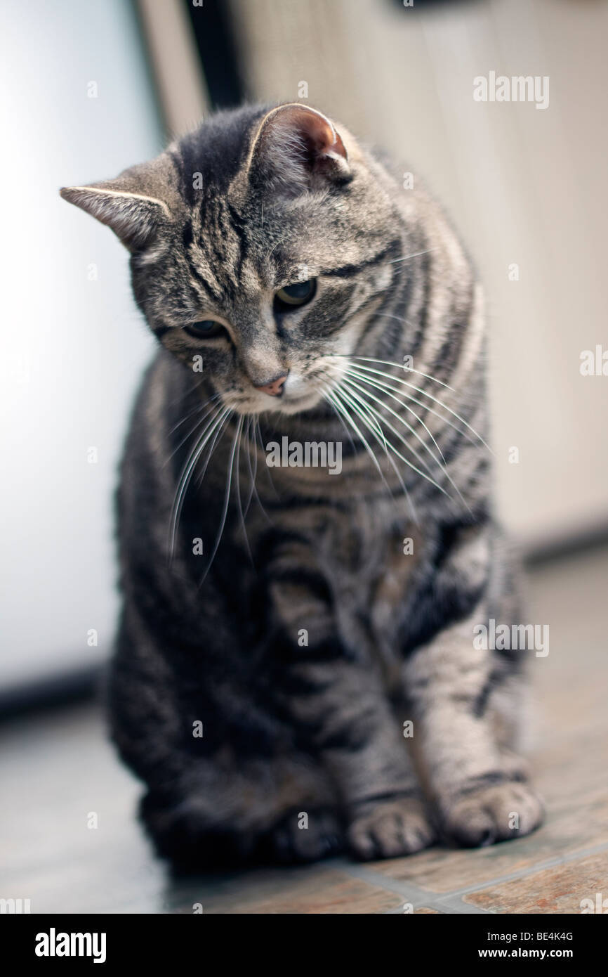 Cat Stock Photo