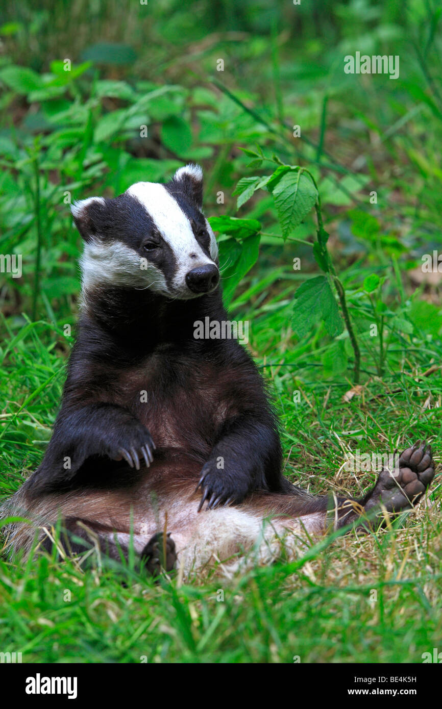 European Badger (Meles meles) sitting in grass while scretching its belly Stock Photo