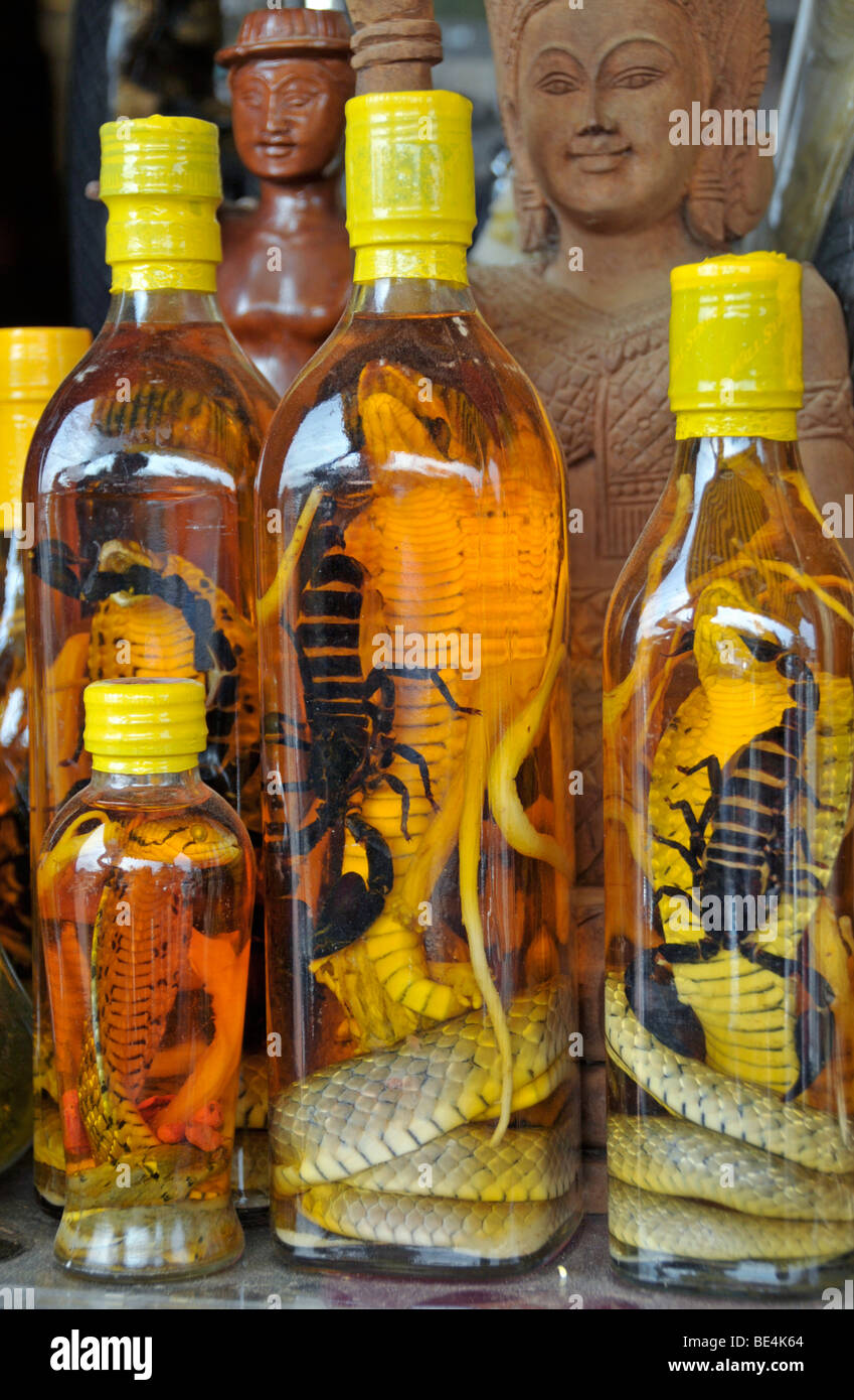 Snake liquor, real cobras and scorpions, for virility and other remedies, chemist in Cambodia, Asia Stock Photo