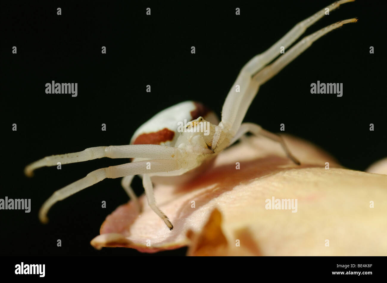 Goldenrod crab spider (Misumena vatia) Stock Photo