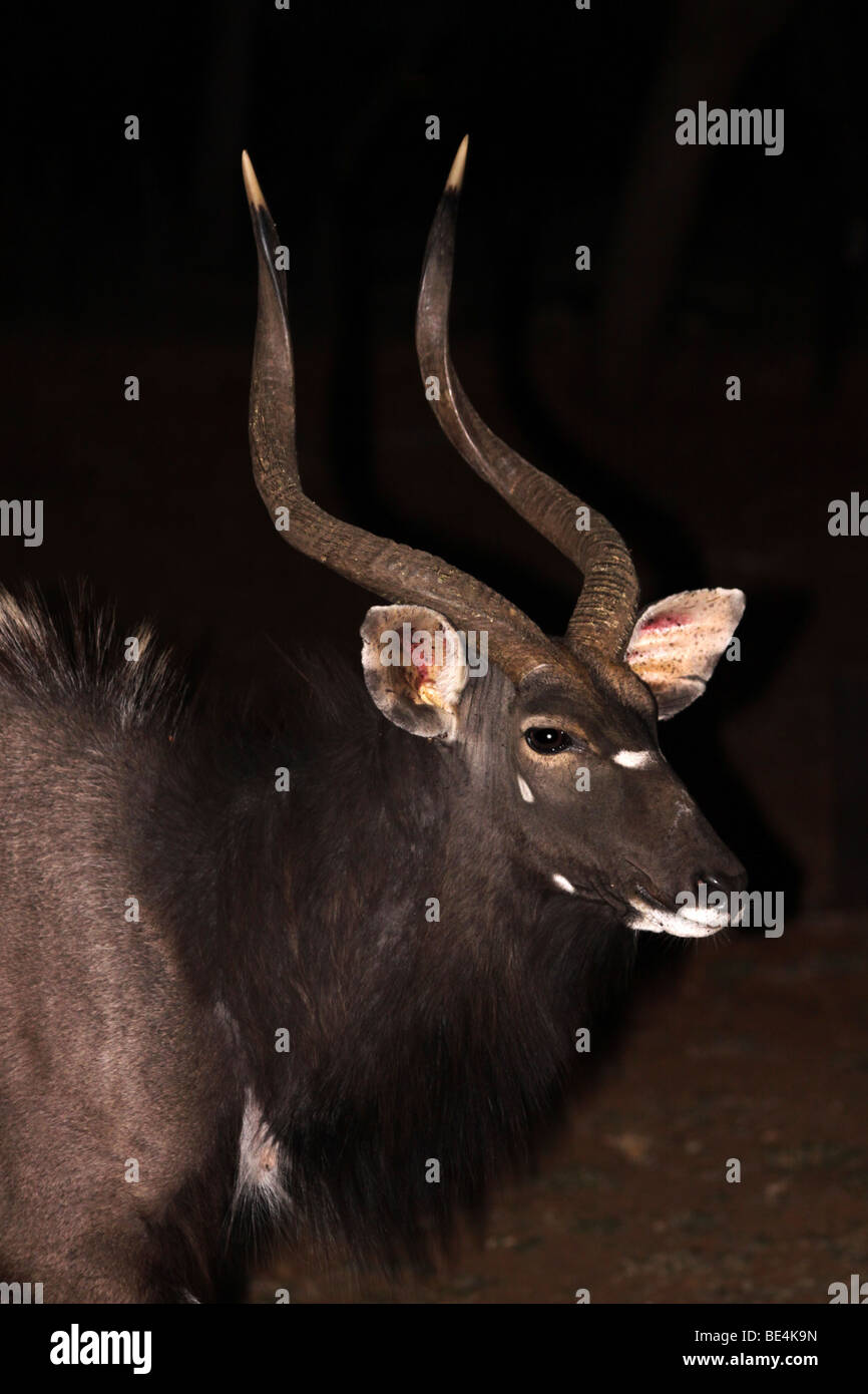 Head Of Male Nyala Tragelaphus angasii At Night In Mkuze Game Reserve, South Africa Stock Photo