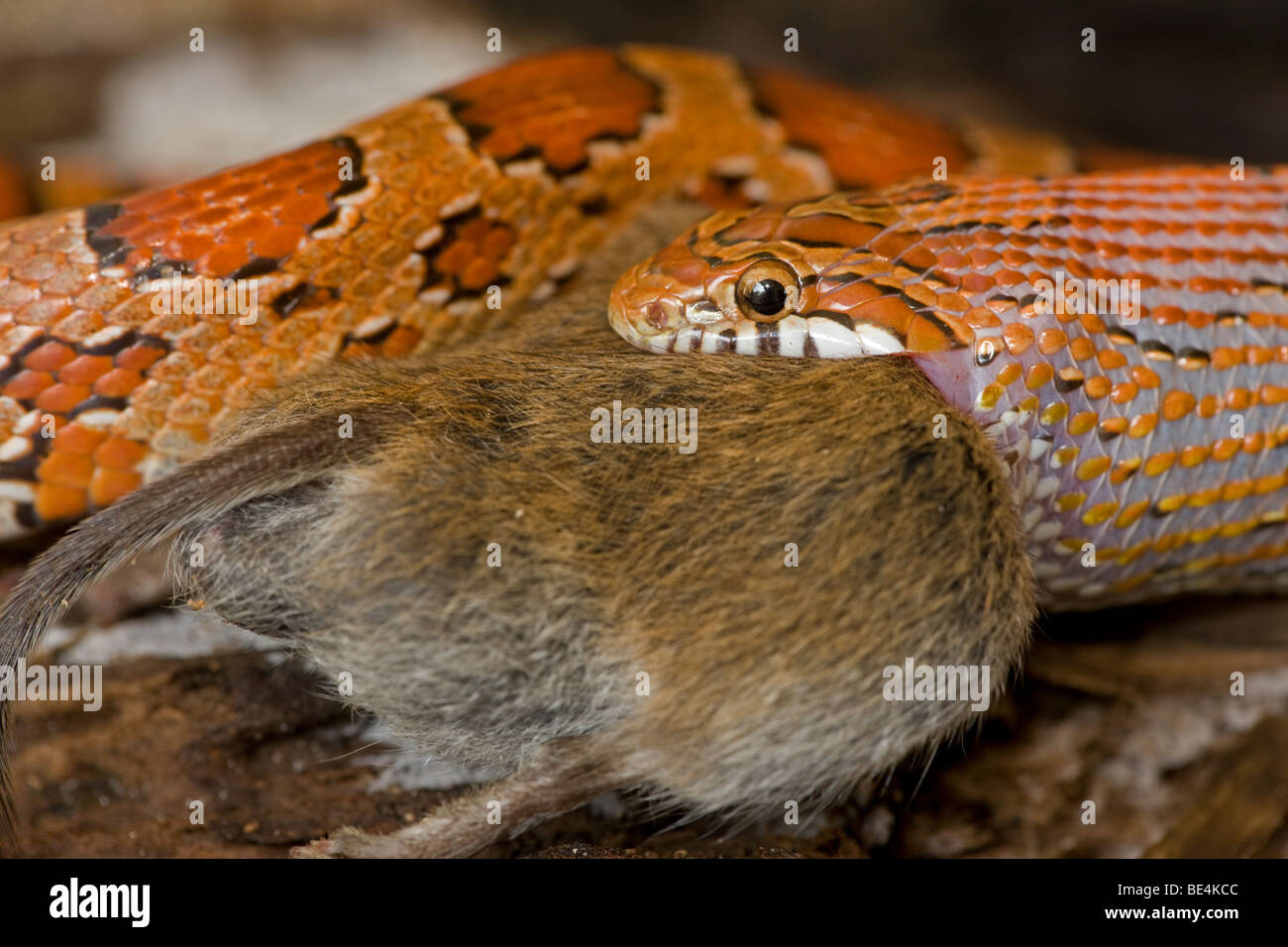 Corn Snake (Elaphe guttata guttata) Eating Mouse Captive USA Stock