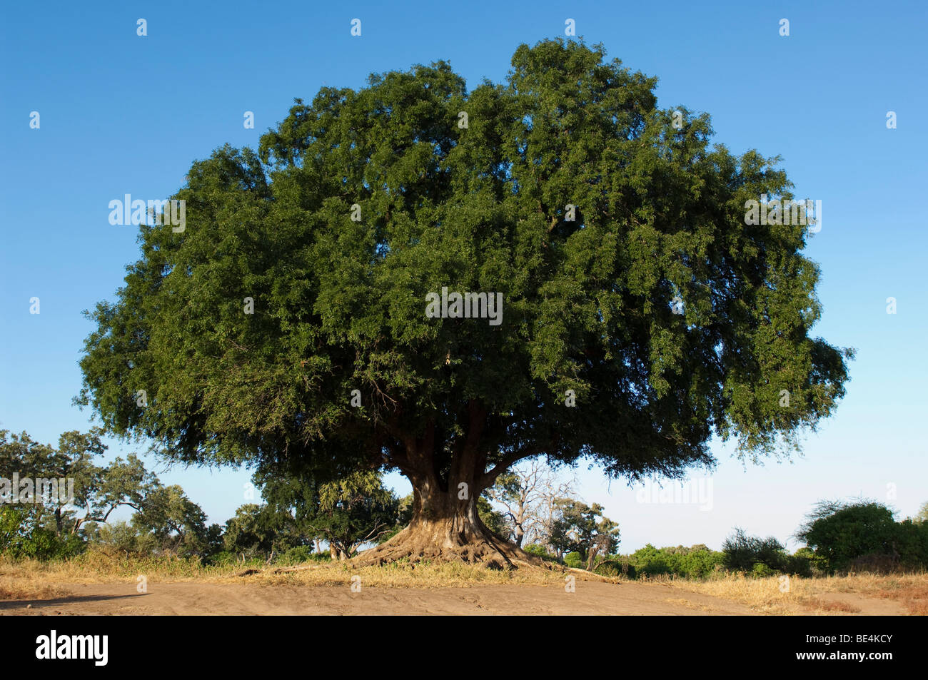 Nyala tree, Xanthocercis zambesiaca, Tuli Block, Botswana Stock Photo