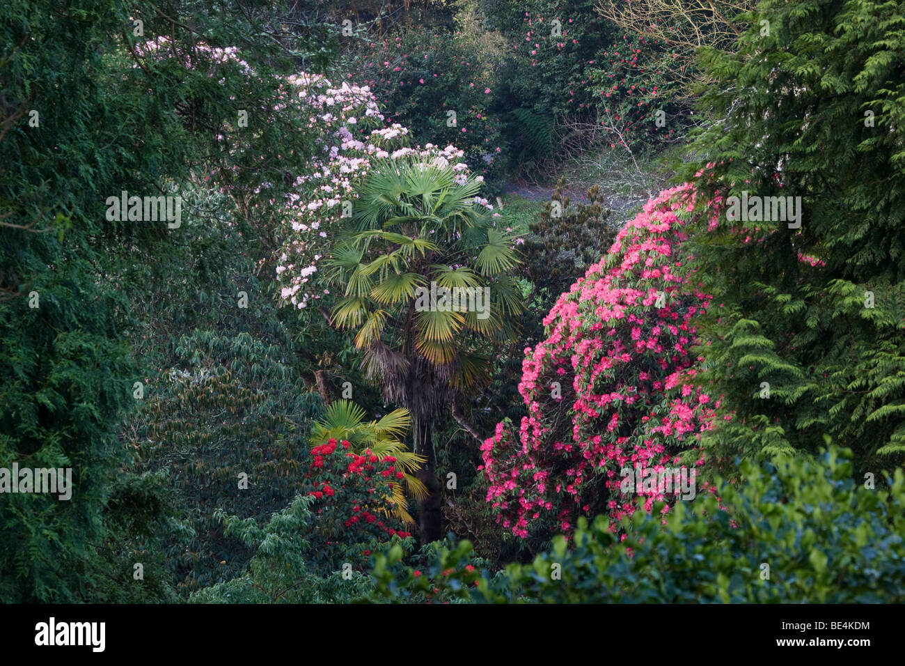 In Spring Rhododendrons Stock Photos Amp In Spring
