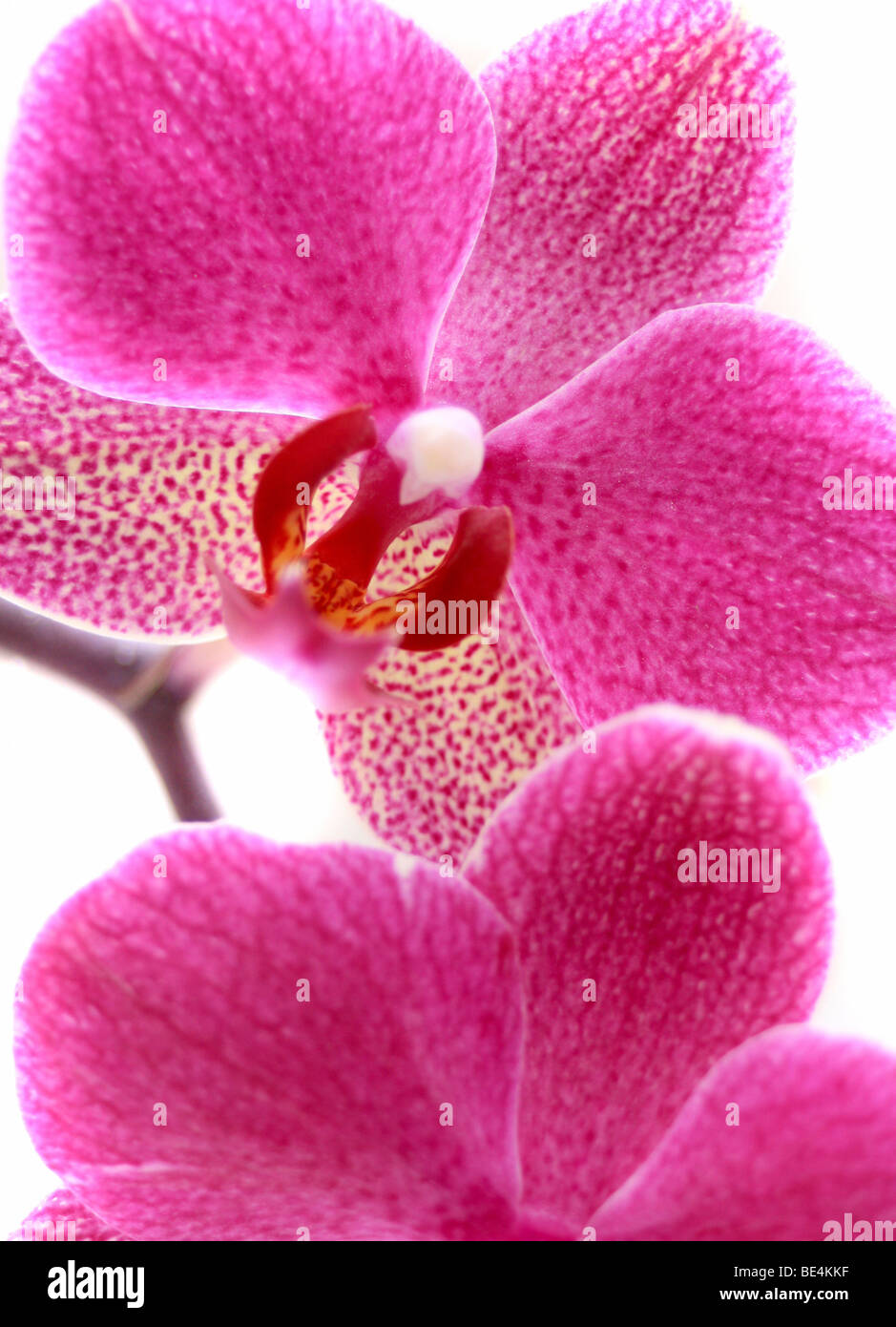 Orchid (Orchidaceae) pink Stock Photo