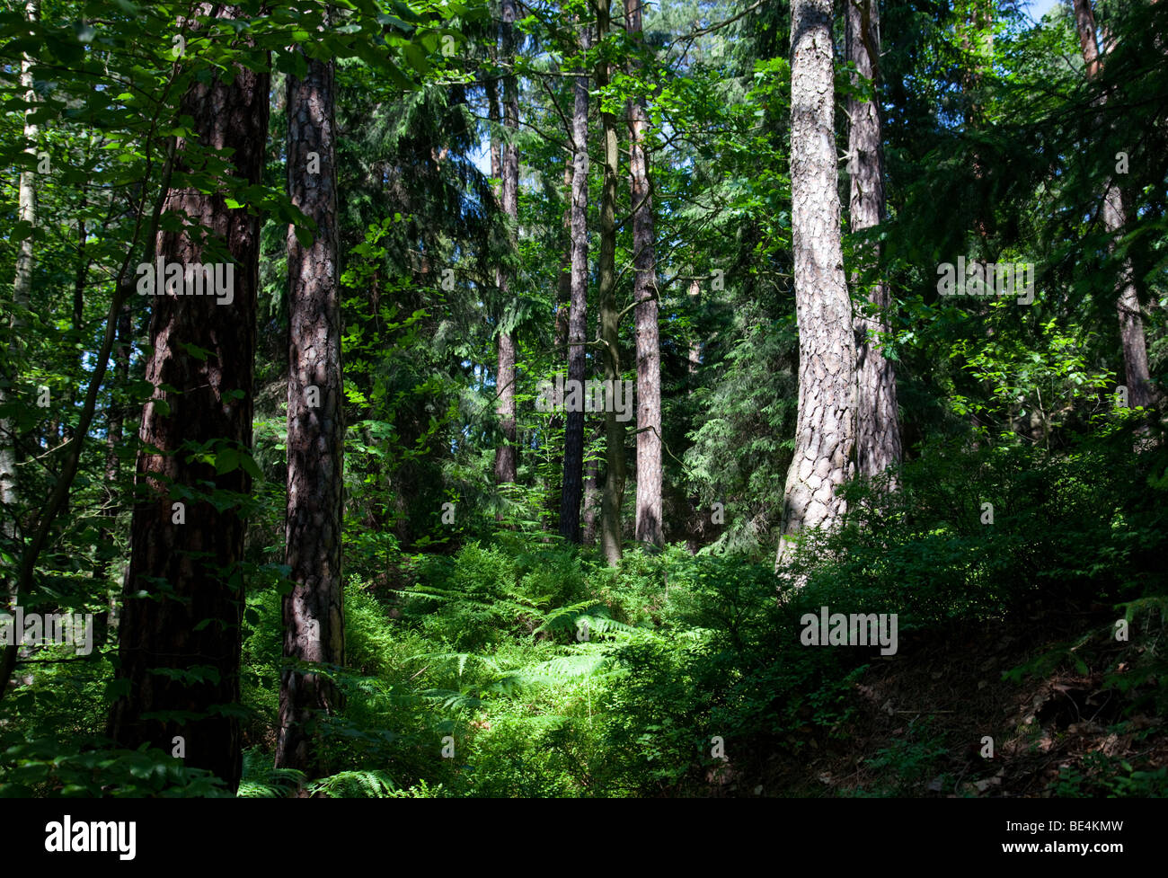 Forest in the national park 'Sächsische Schweiz' in Saxony, Germany Stock Photo