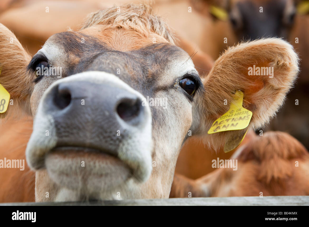 Jersey cows on a farm in the Yorkshire Dales near Bainbridge, UK Stock