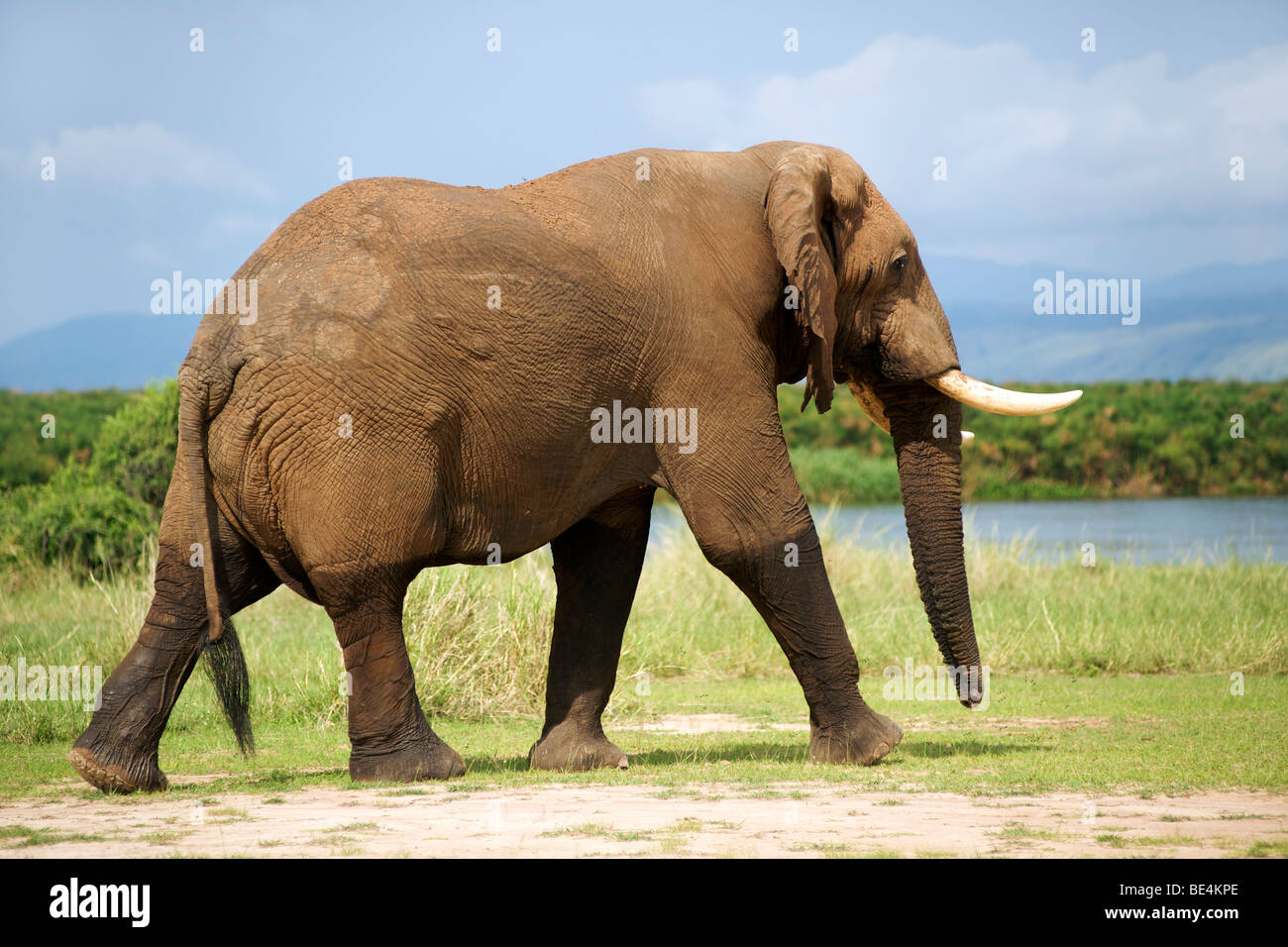 African elephant (loxodonta africana) in Murchison Falls National Park in Uganda. Stock Photo
