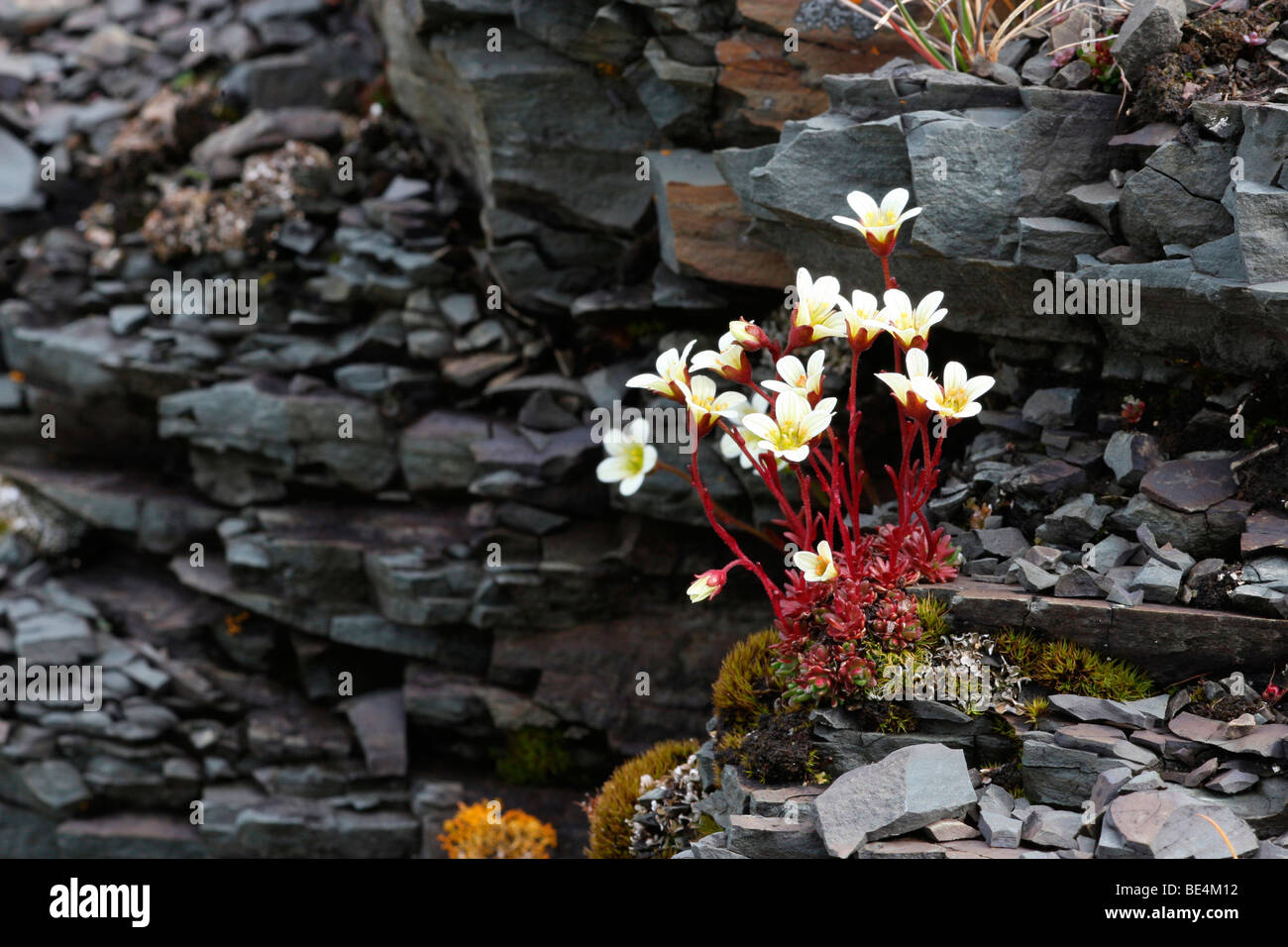 White Mountain saxifrage (Saxifraga paniculata), tundra, northern Norway, Norway, Europe Stock Photo