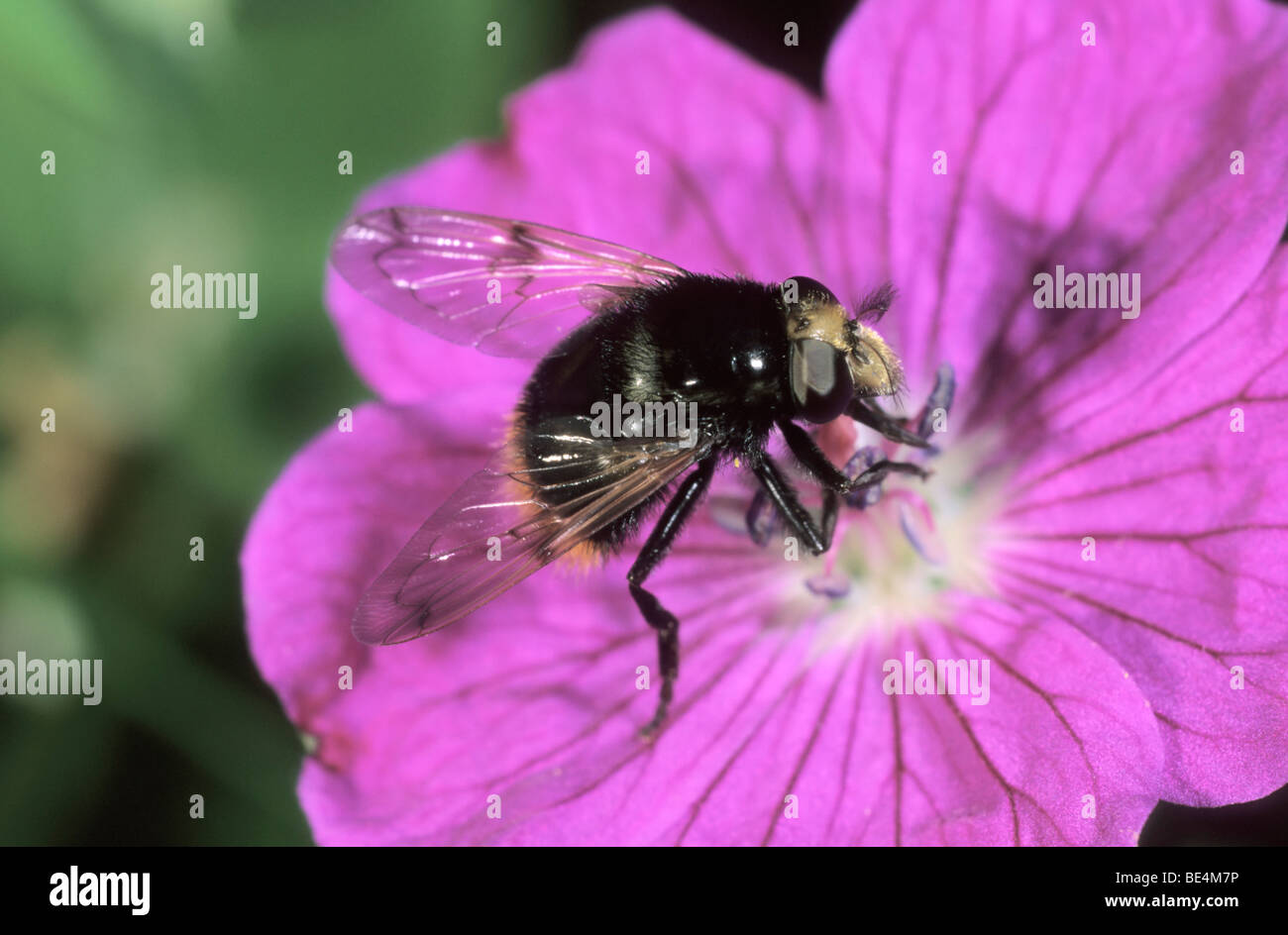 Hoverfly species (Volucella bombylans) nibbling pollen of Bloody cranesbill Stock Photo