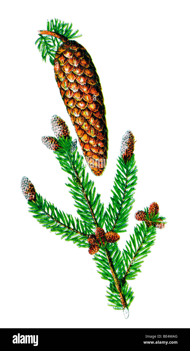 Spruce, historical illustration from: Palitzsch: Pflanzenbuch, Plant Book, 1910, p. 212 Stock Photo