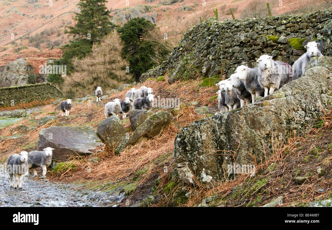 Flock of sheep, Cumbria, UK Stock Photo