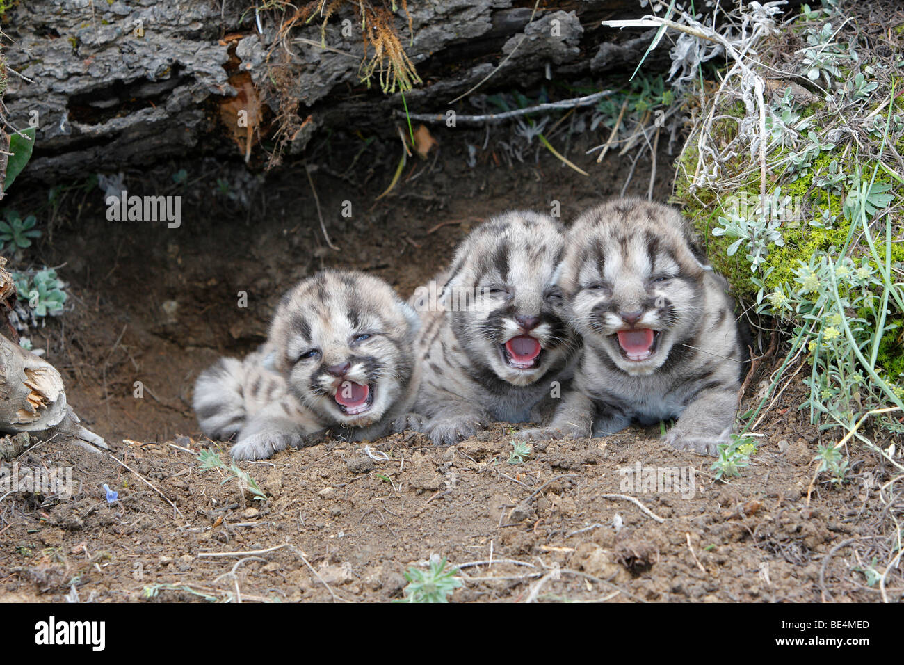 Mountain Lion (Felis concolor). Trio of 3 days old kitten calling for their mother. Stock Photo