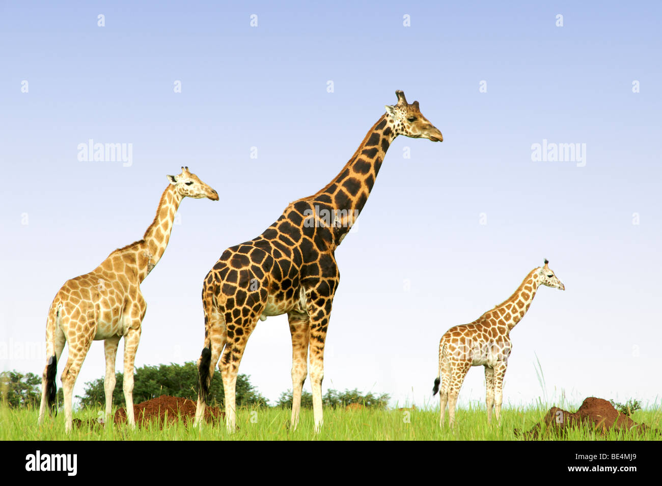 Ugandan giraffes hi-res stock photography and images - Alamy