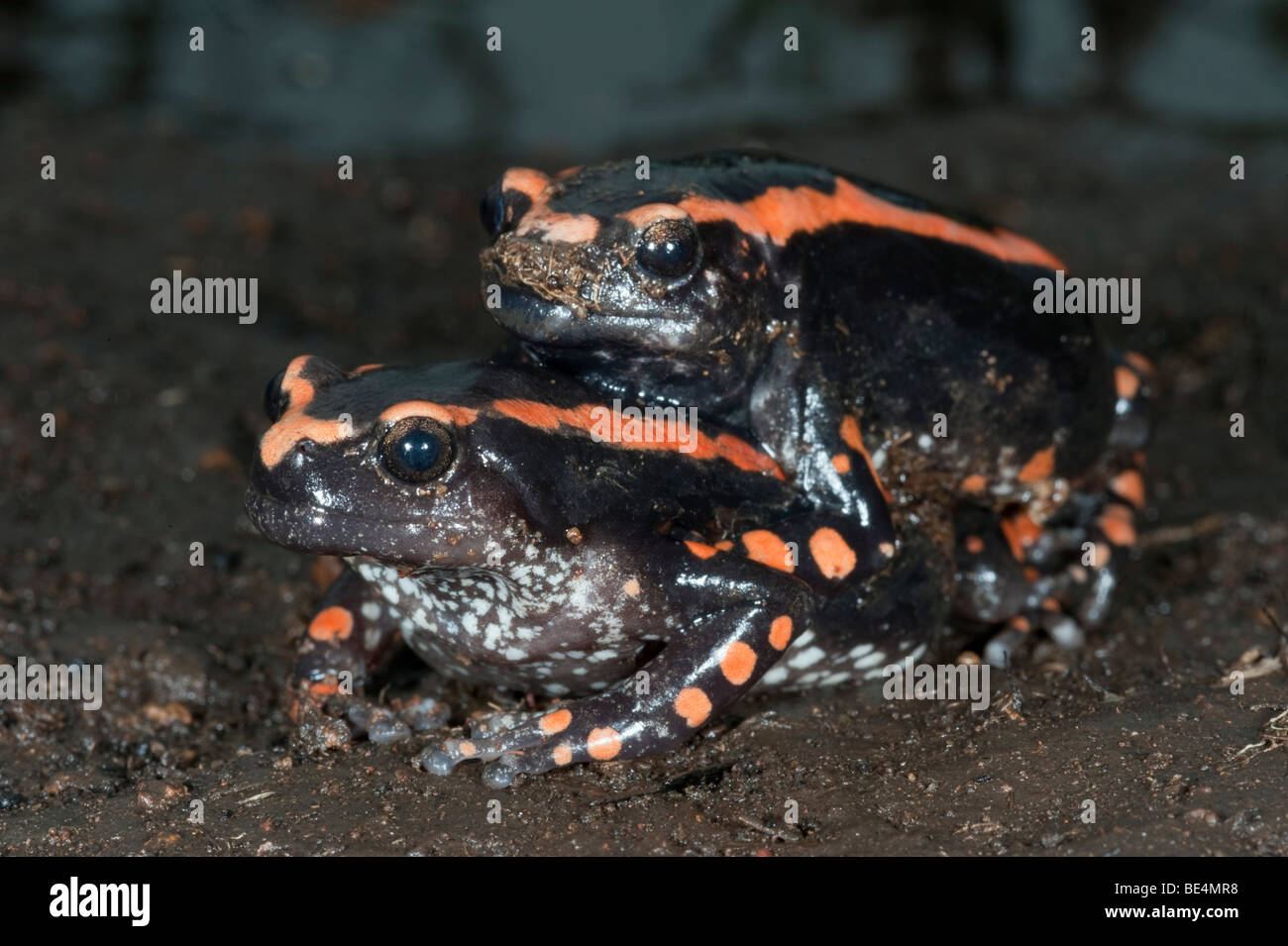 Banded rubber frog mating (Phrynomantis bifasciatus), Kruger National Park, South Africa Stock Photo
