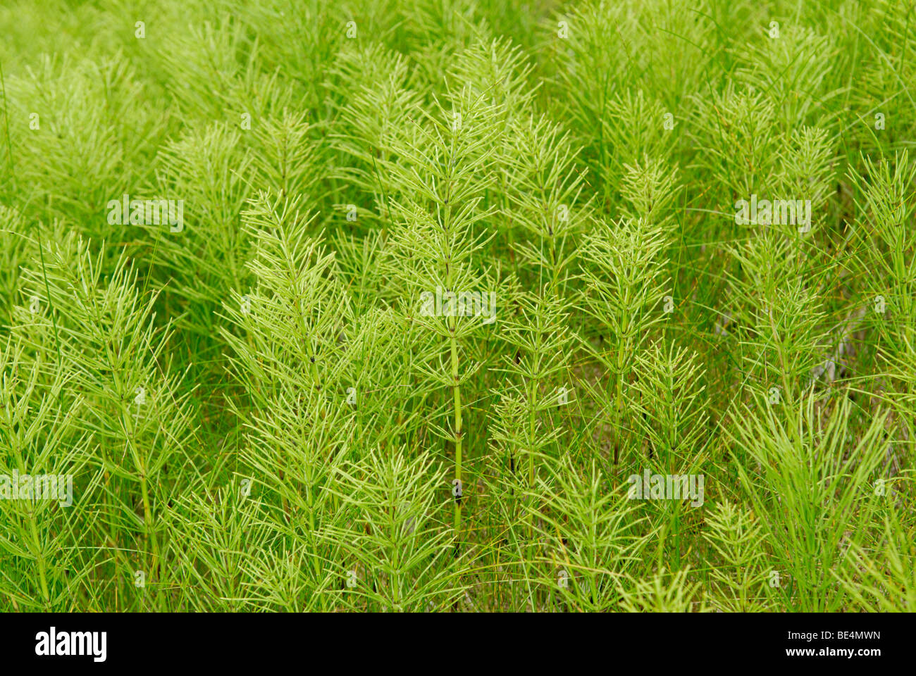 Field horsetail (common horsetail), Equisetum arvense Stock Photo